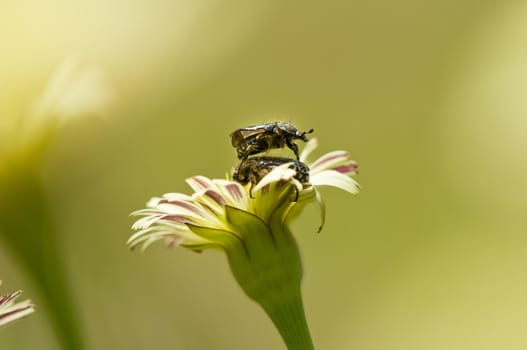 Dandelion flower in Spring with two mating coleopteron insects
