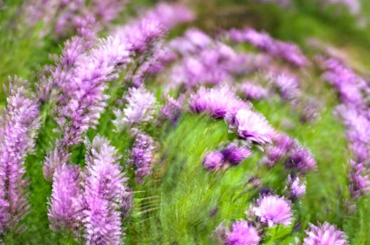 Purple and pink daisy flower in fool bloom. Impressionistic style.