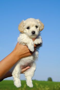 A person is holding a sweet puppy. 