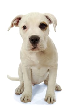 Sweet puppy is sitting on a white background