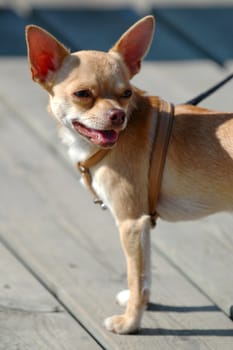 Sweet chihuahua dog