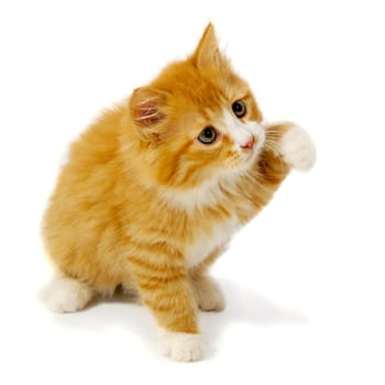 A sweet small kitten is sitting on a white background