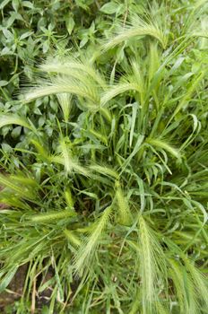 Closeup of grass spikes in Spring
