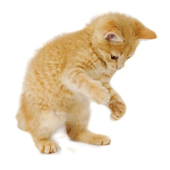 Kitten is standing on a white background