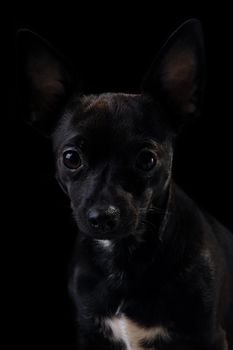 Sweet puppy dog on a black background. Mix of a miniature pincher and a chihuahua.