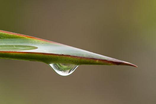 Rain drop on a leaf of a succulent thorny plant leaf