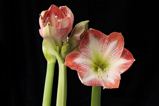 Amaryllis  just coming into flower 