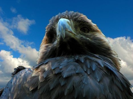 eagle on the sky background