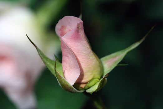 Closeup picture of a pink Rose getting ready to bloom