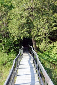 Picture of a wooden walkway in a Northtern forest
