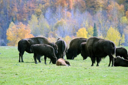 Picture of a small bison herd in the Fall season