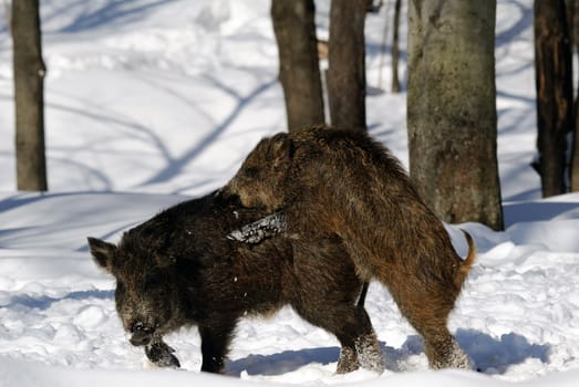 Wild Boar in winter