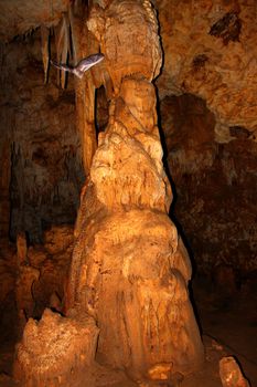 A Bat flies through the Cueva Del Viento of Guajataca Forest Reserve in Puerto Rico.