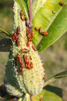 A group of Milkweed bugs (Oncopeltus fasciatus) in northern Illinois.
