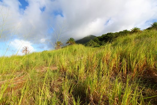 View of Mount Liamuiga from the sugar cane fields of Saint Kitts.