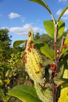 A group of Milkweed bugs (Oncopeltus fasciatus) in northern Illinois.