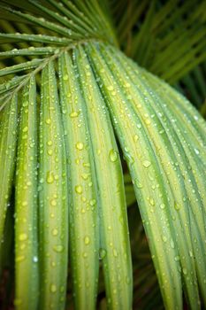 beautiful green palm leaf in the rain forest