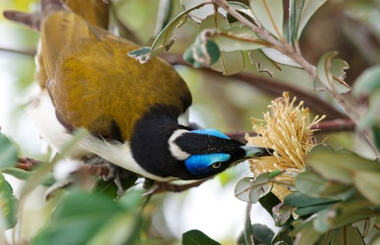 A Blue Faced Honeyeater (Entomyzon cyanotis) or Bananabird sticks its head around to get to a banksia flower