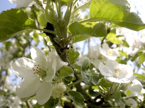 White apple blossoms in spring - outdoor shot