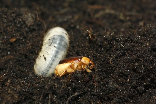 Close-up of a cockchafer with grub on soil