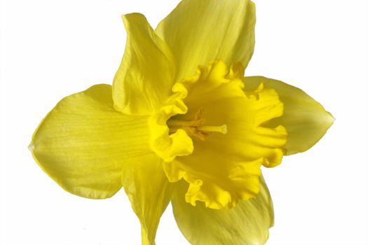 Yellow daffodil - isolated on white background