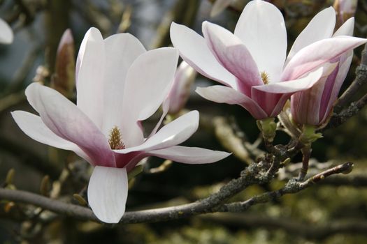 Blooming magnolia in spring - outdoor shot