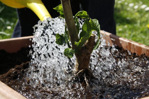 Gardener watering a plant in a pot - outdoor shot