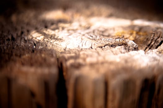 Shallow depth of field image of the top of a post, the layers of the wood raised, focus in middle