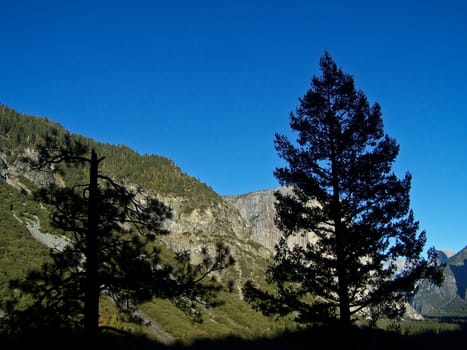 Yosemite evergreens silhouetted against blue sky in Sierra Nevada mountain range