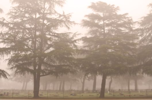 Evergreen trees in a thick fog