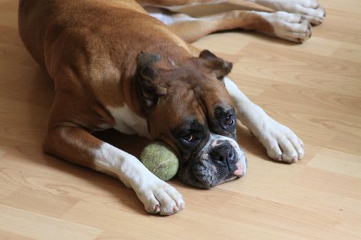 Close up of a boxer dog.