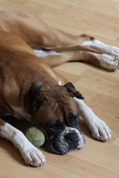 Close up of a boxer dog.