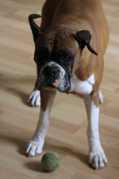 Close up of a boxer dog.