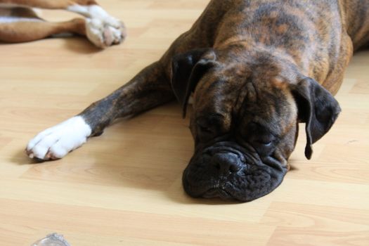 Close up of a boxer dog.