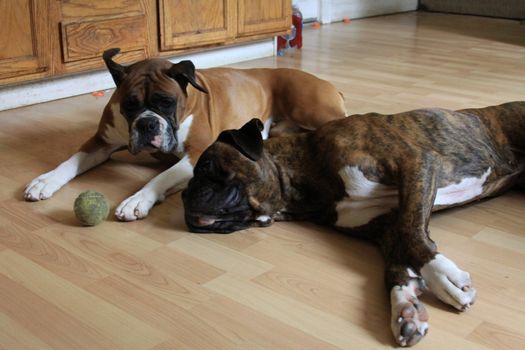 Two boxer dogs playing.