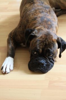 Close up of a boxer dog.