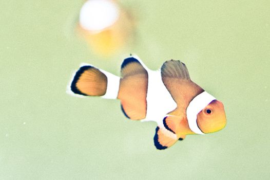 clownfish - exotic tropical saltwater fish