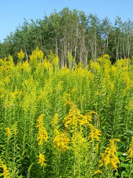 Field of blooming Goldenrod at Colored Sands Forest Preserve in northern Illinois.