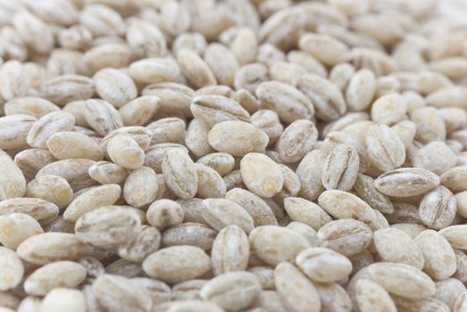 Close-up (macro) of barley grains filling whole frame.