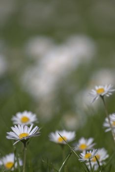 Close shot of daisies in a meadow with very shallow depth of field highlighting flowers and blades of grass in the foreground.  Portrait orientation (vertical).