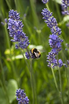 Vertical outdoor shot of bee gathering pollen from lavender.  Greenery and grass in soft focus in the background.  Shallow depth of field.