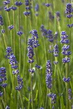 Vertical shot of lavender growing outdoors, in grass.  Shallow depth of field.