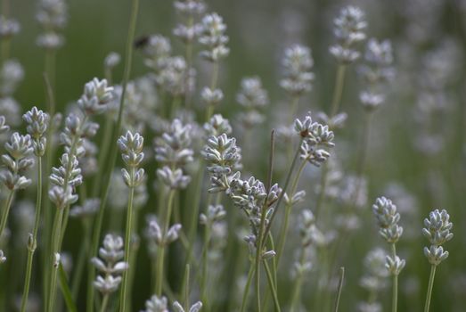 Shallow depth of field shot of lavender growing outdoors.  In the soft focus background, a bee collecting pollen and grass are visible.