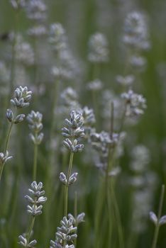 Shallow depth of field shot of lavender growing outdoors.  In the soft focus background, a bee collecting pollen and grass are visible. Vertical orientation (portrait).