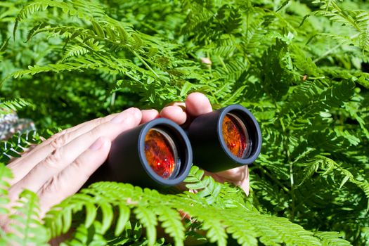 Binoculars in hand peeking from the bushes