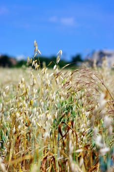 A photo of oats in summertime
