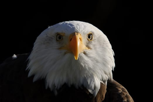 Close-up portrait of an American Bald Eagle on a sunny day