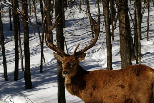 Wild elks in winter