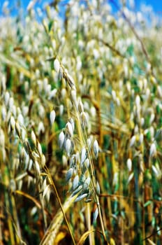 A photo of oats in summertime