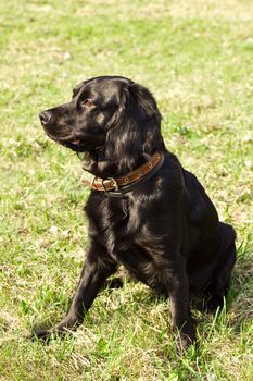 Portret of purebred cocker spaniel on green grass